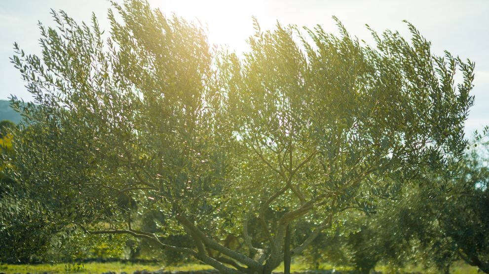 Villas Hvar Hero Image