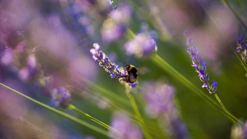 lavender lavender fields