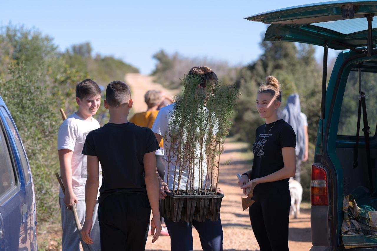 plant tree on Hvar Island