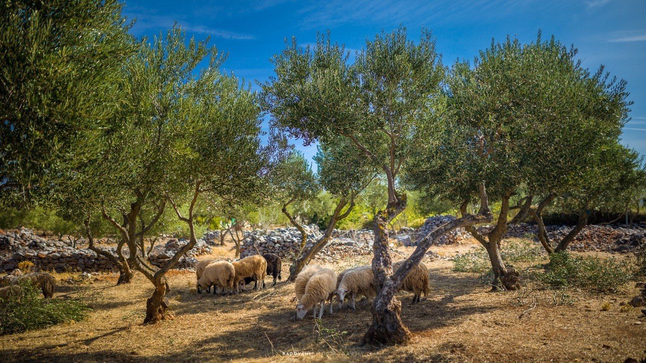 Hvar field Hvar field with sheep