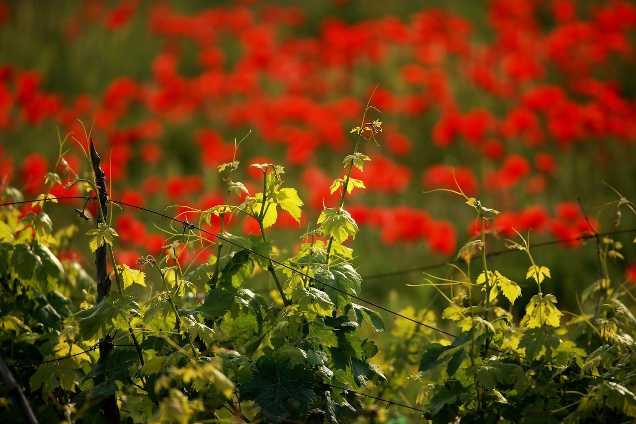 Hvar springtime colors Springtime on Hvar