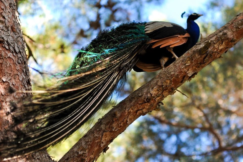 Hvar birds Springtime on Hvar