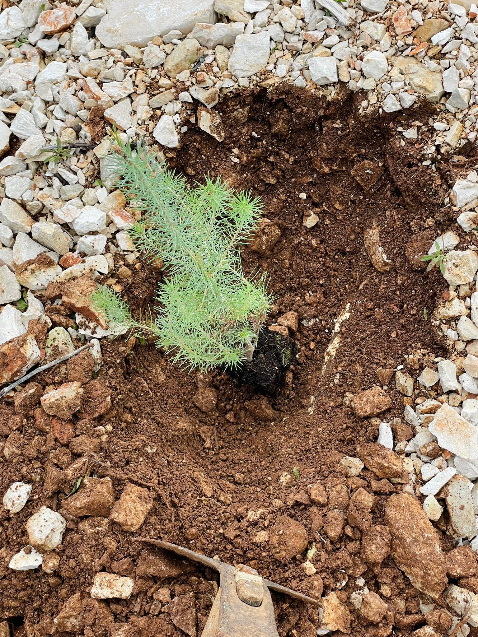 villas hvar tree plant initiative Villas Hvar planting trees
