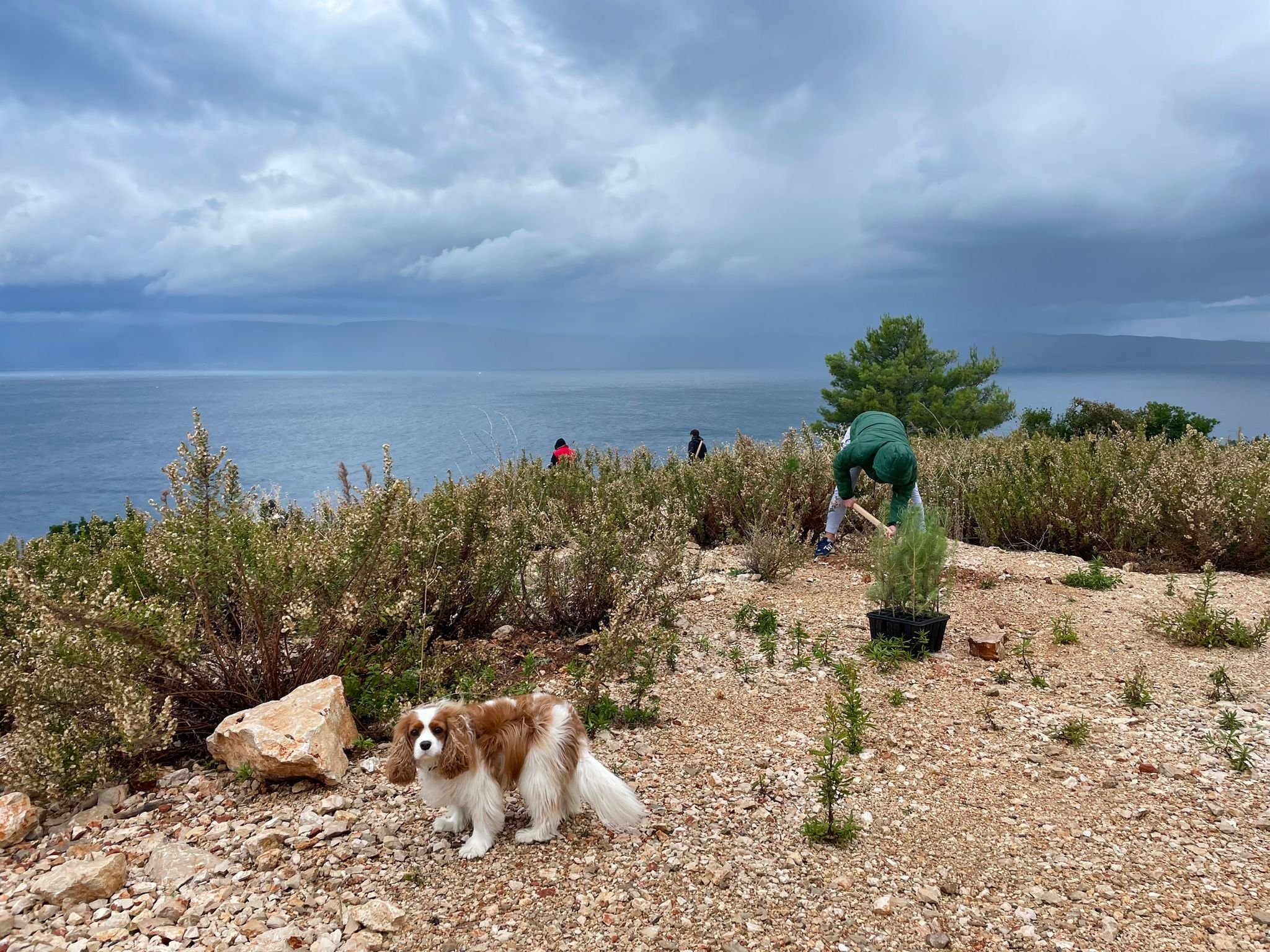 Villas Hvar planting trees Villas Hvar planting trees